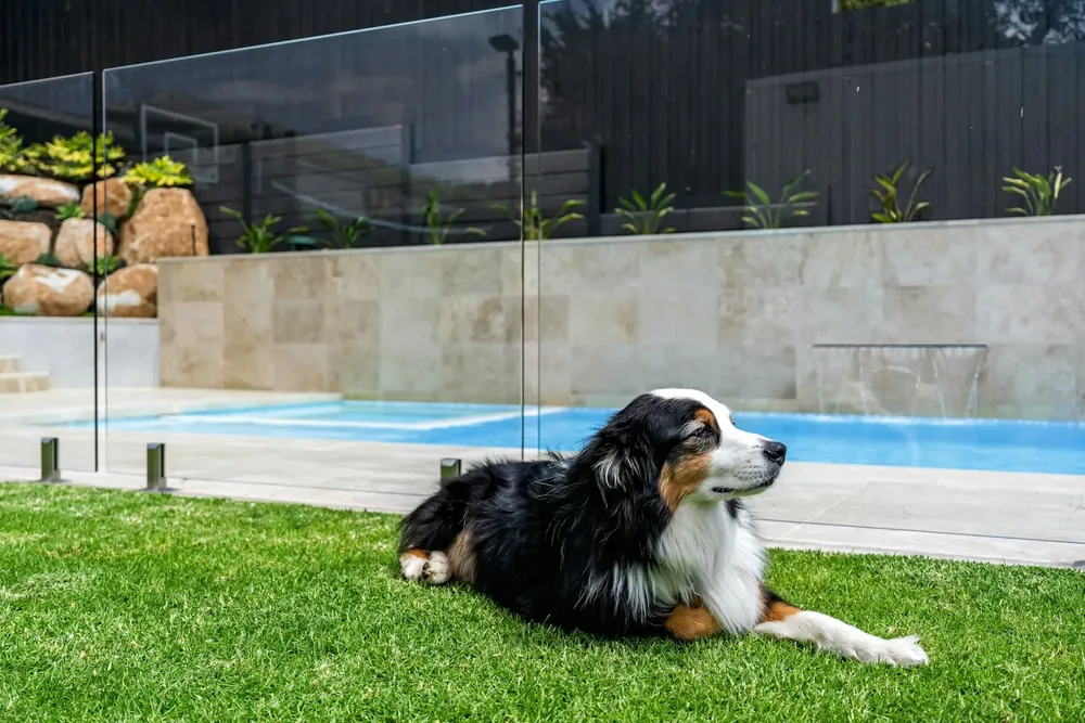 Frameless glass pool fence panels and gate — the barrier hardware checked during a pool compliance assessment in Victoria